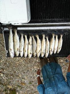 Click image for larger version

Name:	gsgsurf15.jpg
Views:	1
Size:	51.6 KB
ID:	572255