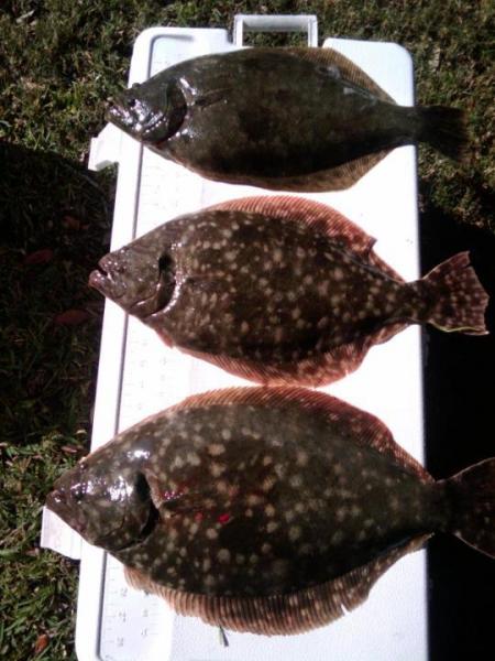 Click image for larger version

Name:	flounders1.jpg
Views:	1
Size:	46.4 KB
ID:	570858