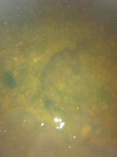 Click image for larger version

Name:	garett fish2.jpg
Views:	1
Size:	21.4 KB
ID:	571430