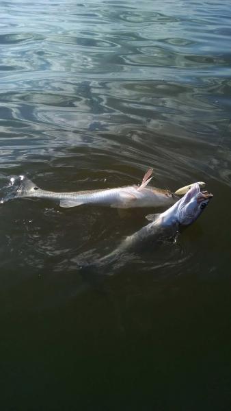 Click image for larger version

Name:	7.jpg
Views:	1
Size:	22.2 KB
ID:	576676