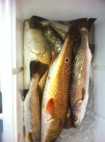 Click image for larger version

Name:	redsk1.jpg
Views:	1
Size:	25.4 KB
ID:	572482