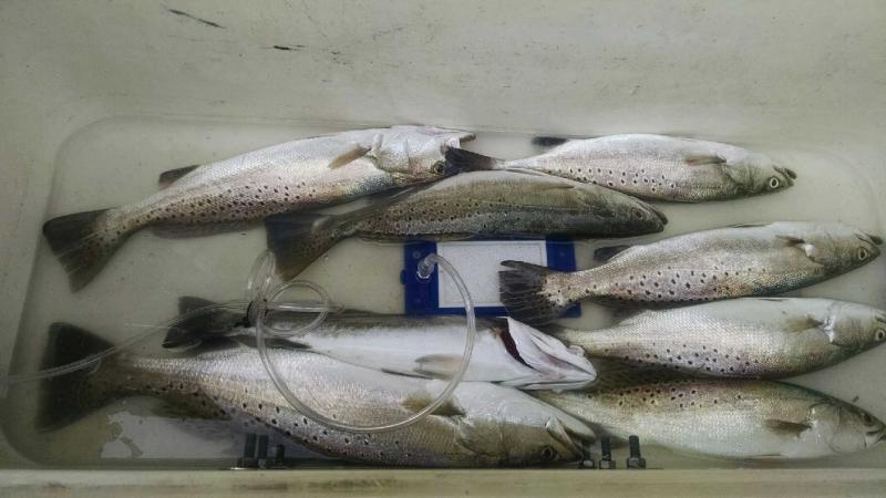 Click image for larger version

Name:	IMG_20150813_095910709.jpg
Views:	1
Size:	47.8 KB
ID:	576462