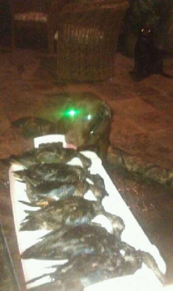 Click image for larger version

Name:	teal2.jpg
Views:	1
Size:	24.1 KB
ID:	574679