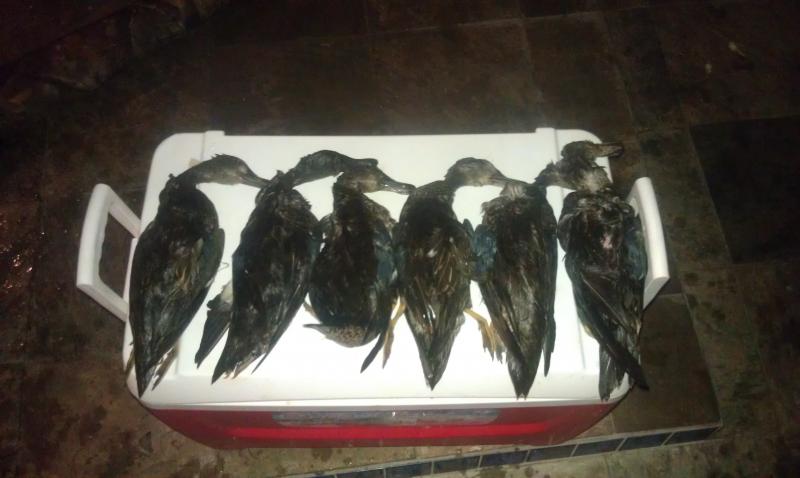 Click image for larger version

Name:	teal1.jpg
Views:	1
Size:	42.3 KB
ID:	574678