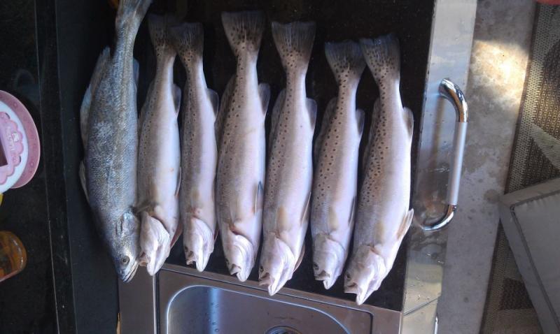 Click image for larger version

Name:	trout 12-31.jpg
Views:	1
Size:	51.6 KB
ID:	571070