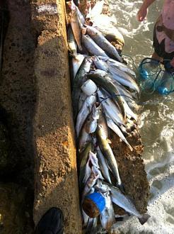 Click image for larger version

Name:	gsgsurf8.jpg
Views:	1
Size:	56.3 KB
ID:	572248