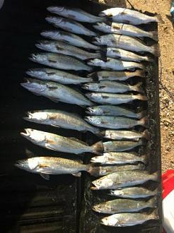 Click image for larger version

Name:	gsg surf1.jpg
Views:	1
Size:	46.1 KB
ID:	572241