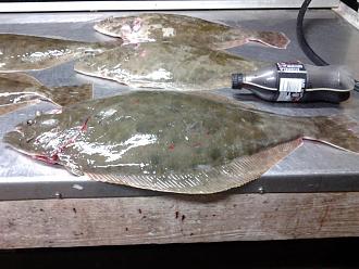 Click image for larger version

Name:	flounder.jpg
Views:	1
Size:	72.8 KB
ID:	557968