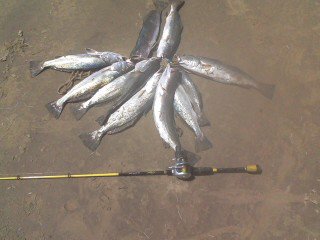 Click image for larger version

Name:	trout winter.jpg
Views:	1
Size:	19.2 KB
ID:	571019