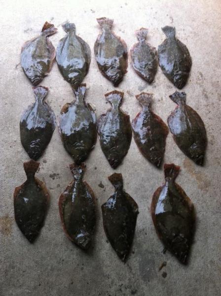 Click image for larger version

Name:	flounder.jpg
Views:	1
Size:	47.2 KB
ID:	555980