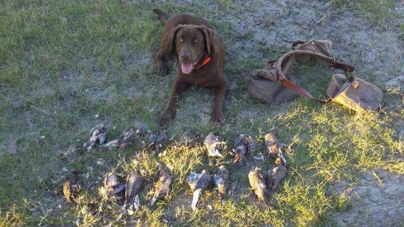 Click image for larger version

Name:	dove1.jpg
Views:	1
Size:	84.1 KB
ID:	574756