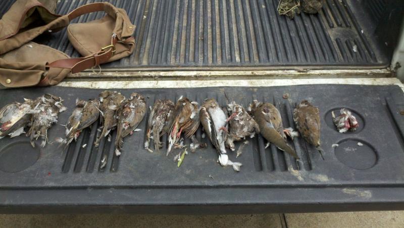 Click image for larger version

Name:	dove 27.jpg
Views:	1
Size:	61.3 KB
ID:	574719