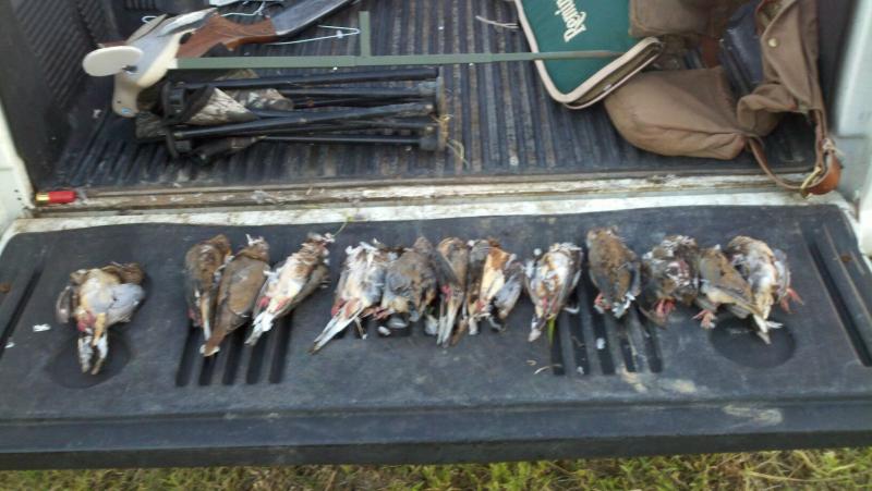 Click image for larger version

Name:	dove 26.jpg
Views:	1
Size:	57.3 KB
ID:	574718