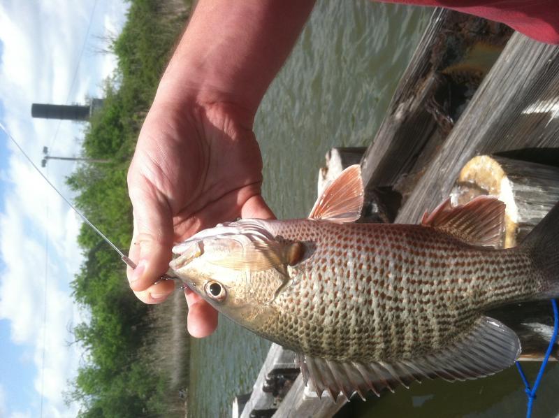 Click image for larger version

Name:	JackysFish.jpg
Views:	1
Size:	71.7 KB
ID:	574047