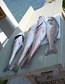 Click image for larger version

Name:	Redfish 3-22.JPG
Views:	86
Size:	986.6 KB
ID:	547704