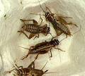 Click image for larger version

Name:	crickets.jpeg
Views:	109
Size:	3.7 KB
ID:	552100