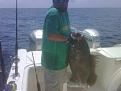 Click image for larger version

Name:	7-10-09 Grouper1.jpg
Views:	70
Size:	349.9 KB
ID:	564677