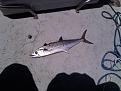 Click image for larger version

Name:	Spanish Mackerel.jpg
Views:	219
Size:	329.0 KB
ID:	565930