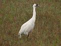 Click image for larger version

Name:	Whooping crane 5.jpg
Views:	66
Size:	916.0 KB
ID:	567982