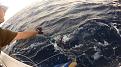 Click image for larger version

Name:	sailfishing while prefishing 2.jpg
Views:	181
Size:	61.8 KB
ID:	574406